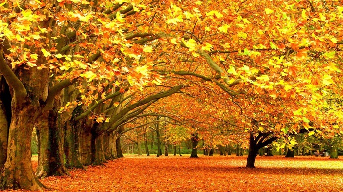 8.1 de Windows Theme HD wallpapers: hermosas hojas de otoño #6