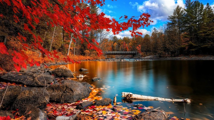 8.1 de Windows Theme HD wallpapers: hermosas hojas de otoño #13