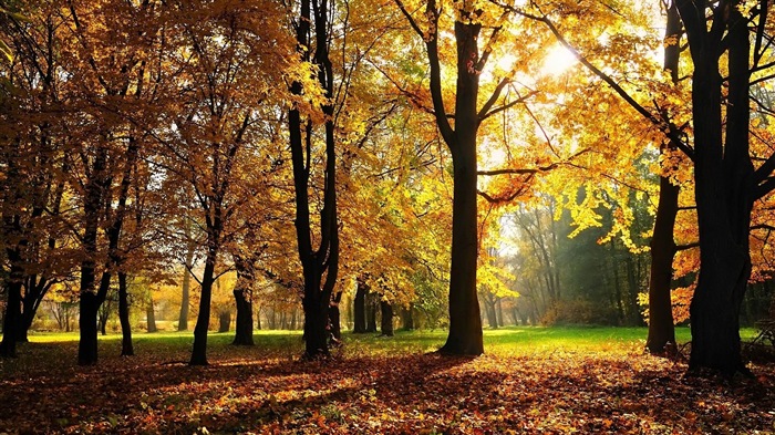 8.1 de Windows Theme HD wallpapers: hermosas hojas de otoño #15