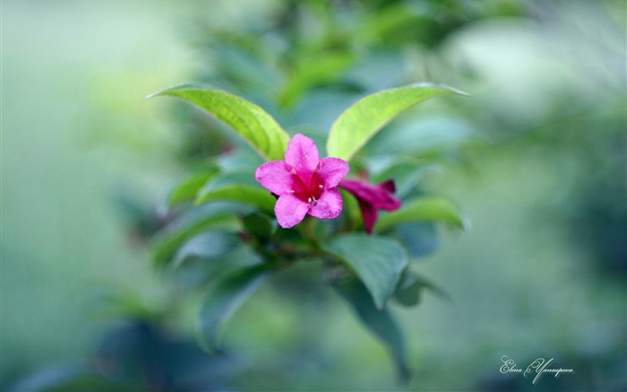 윈도우 8 테마 배경 화면의 HD : 아름다운 꽃 #12