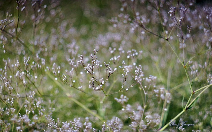 윈도우 8 테마 배경 화면의 HD : 아름다운 꽃 #15