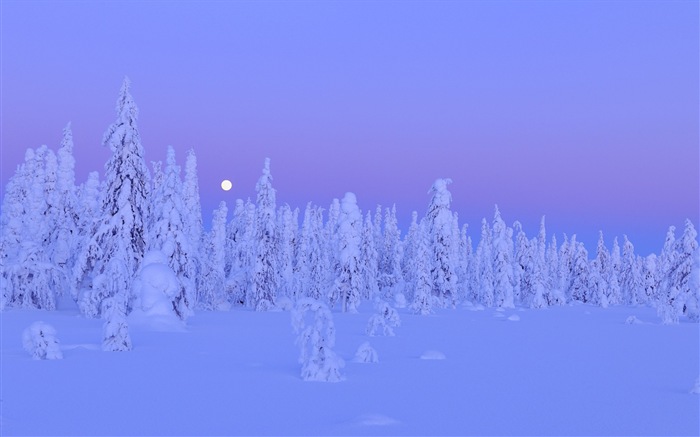 Windows 8 主題高清壁紙：冬季雪的夜景 #12