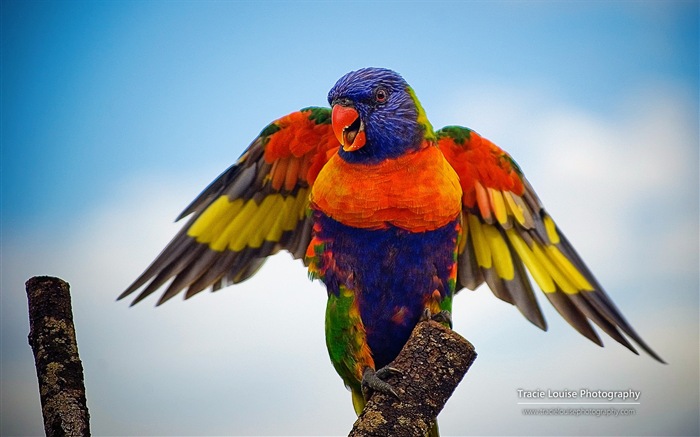 Pájaros coloridos, Windows 8 tema de fondo de pantalla #1