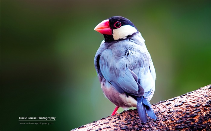 Oiseaux colorés, Windows 8 écran thème #7