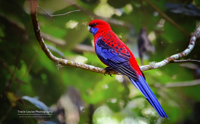 Colorful birds, Windows 8 theme wallpaper #8