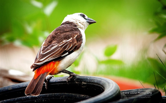 カラフルな鳥、Windowsの8テーマの壁紙 #9