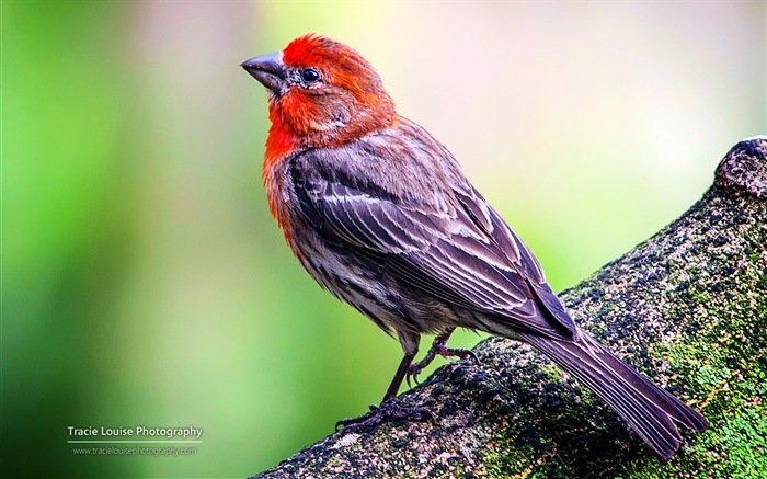 Oiseaux colorés, Windows 8 écran thème #11