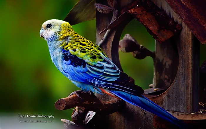 Oiseaux colorés, Windows 8 écran thème #12