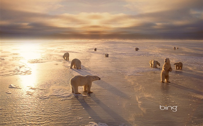 Bing 必應2014年1月壁紙精選 #8