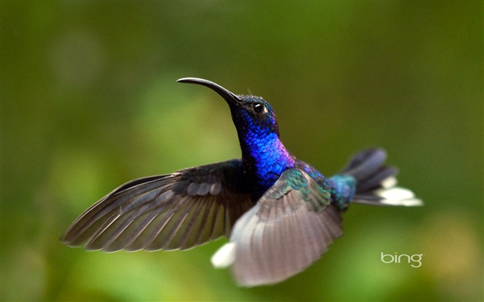 Bing háttérkép kiválasztása 2014 januárjában #9