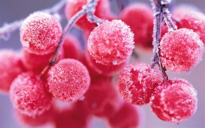 Bayas del invierno, fondos de pantalla de alta definición heladas nieve #1