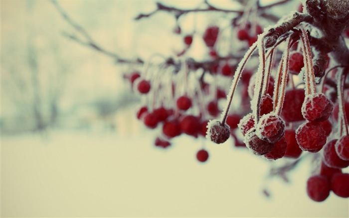 Bayas del invierno, fondos de pantalla de alta definición heladas nieve #3