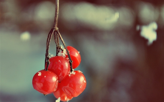 Winter berries, frost snow HD wallpapers #5