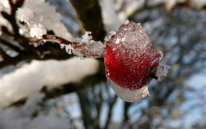 冬天的漿果 霜凍冰雪壁紙 #8