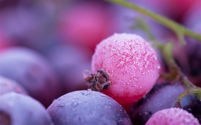 Winter berries, frost snow HD wallpapers #12