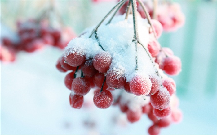 Bayas del invierno, fondos de pantalla de alta definición heladas nieve #13