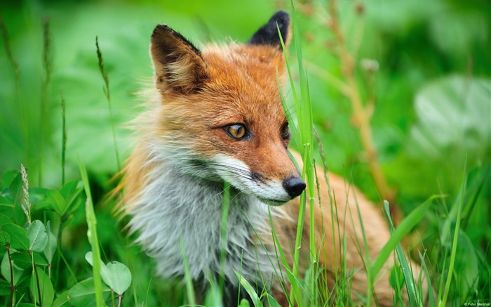 Colorful variété d'animaux, Windows 8 fonds d'écran thématiques #1