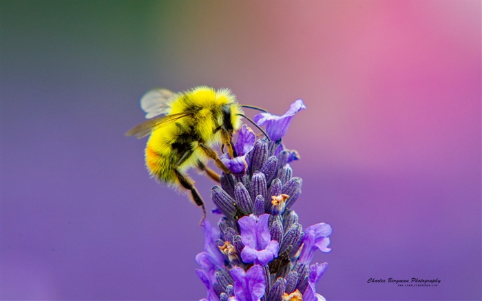 La beauté de la vie, Windows 8 fonds d'écran thématiques #3