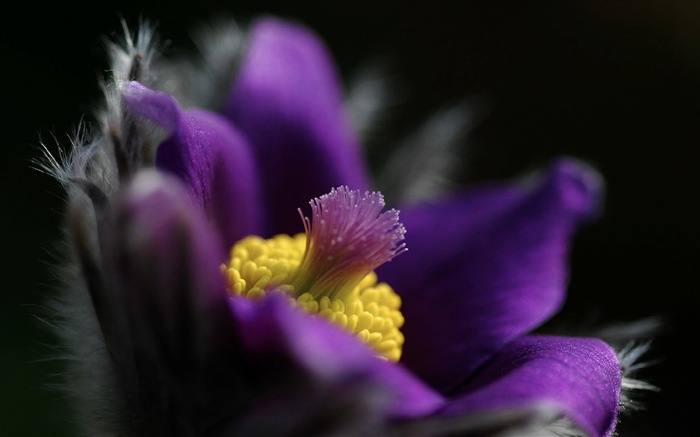 Des fleurs fraîches et de papier peint herbe HD #2