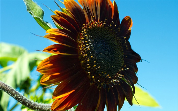 Des fleurs fraîches et de papier peint herbe HD #7