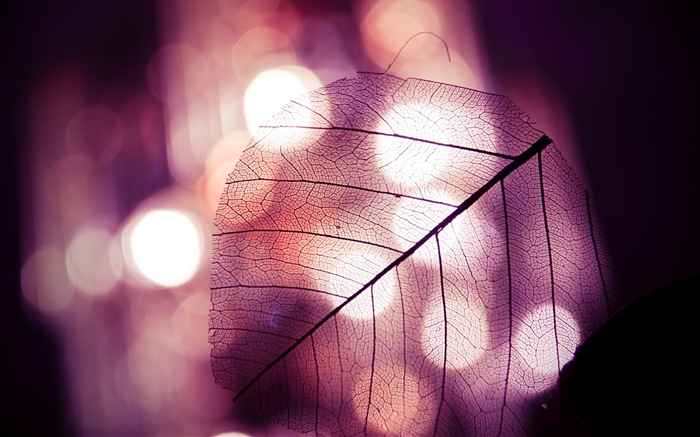 Leaf vein HD photography wallpaper #1