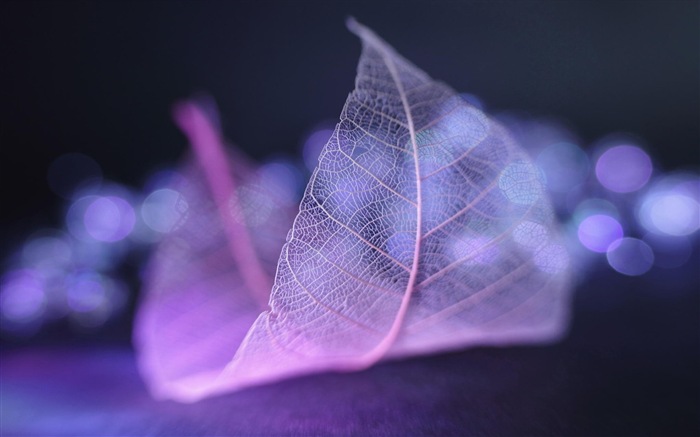 Leaf vein HD photography wallpaper #2