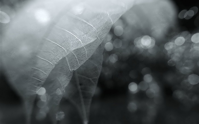 Leaf vein HD photography wallpaper #6