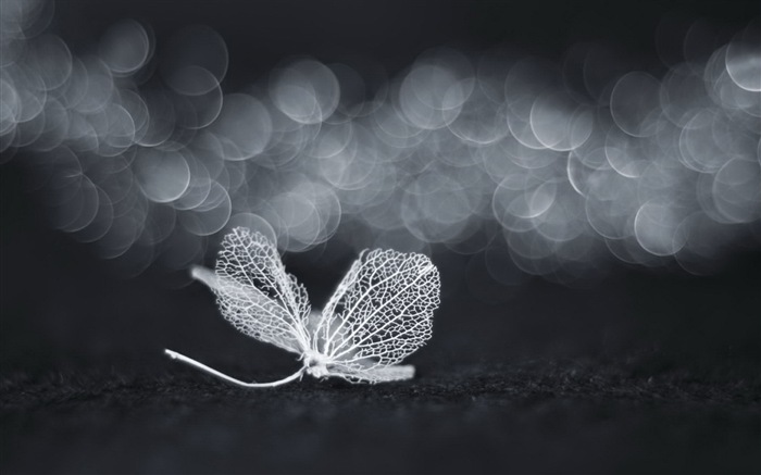 Leaf vein HD photography wallpaper #7