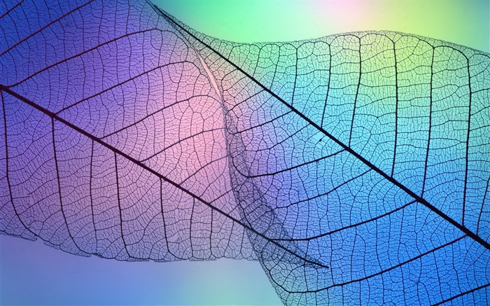 Leaf veine HD photographie fond d'écran #9