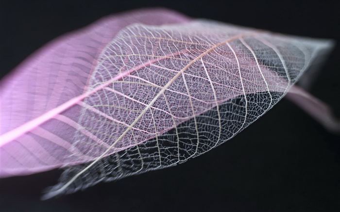 Leaf vein HD photography wallpaper #12