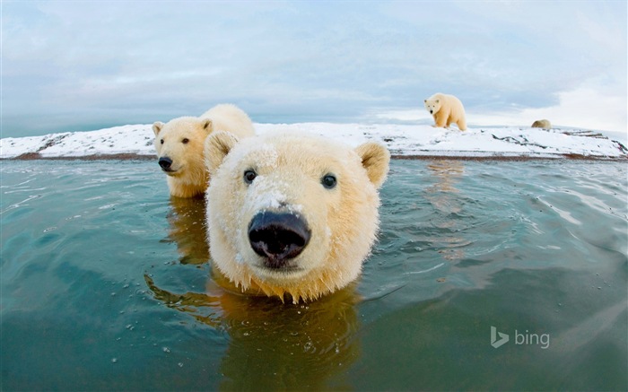 04 2014 fondos de pantalla de alta definición Bing #3