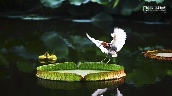 Chinois National Geographic HD fonds d'écran paysage #23