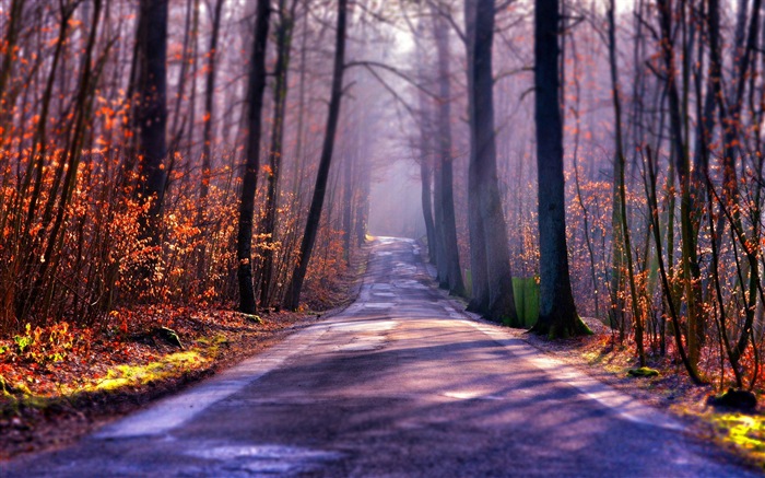 Hojas de otoño de niebla y los árboles fondos de pantalla de alta definición #1