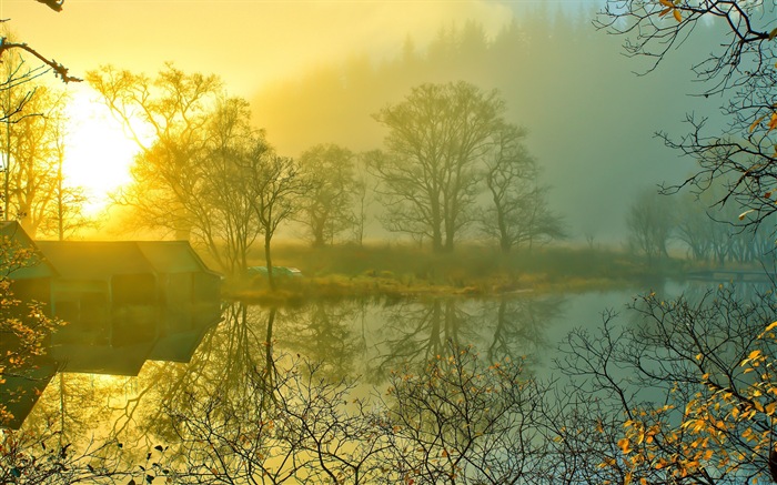 Hojas de otoño de niebla y los árboles fondos de pantalla de alta definición #3