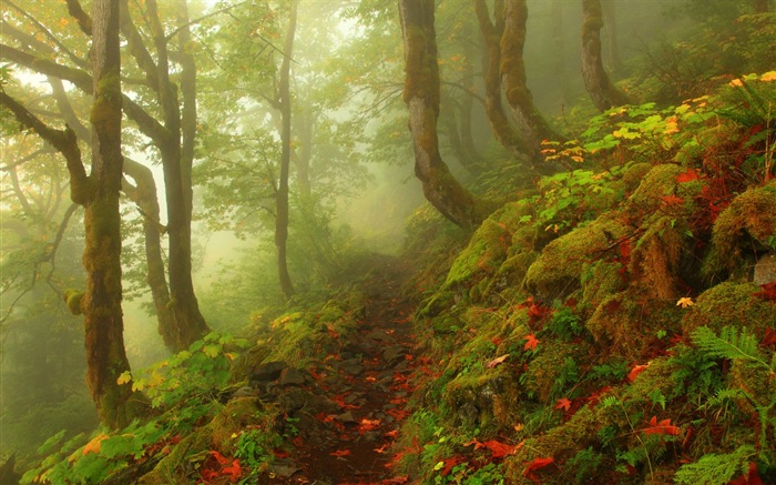 Hojas de otoño de niebla y los árboles fondos de pantalla de alta definición #4