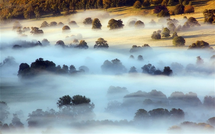 Hojas de otoño de niebla y los árboles fondos de pantalla de alta definición #6