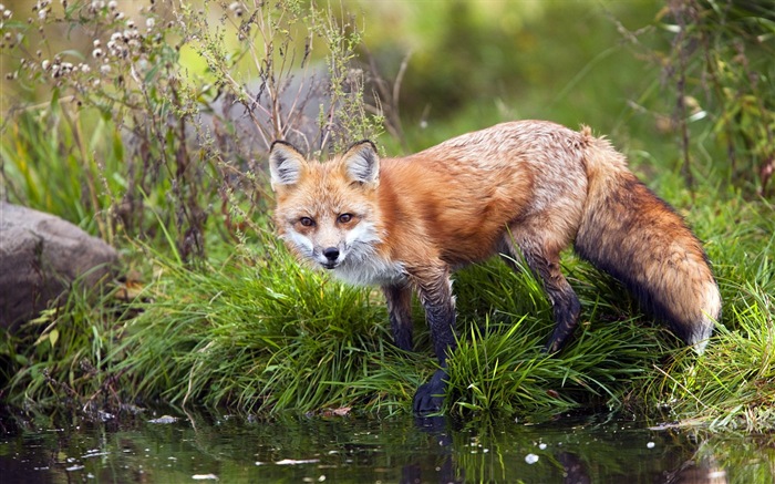 Animaux en gros plan, mignon fonds d'écran HD de renard #1