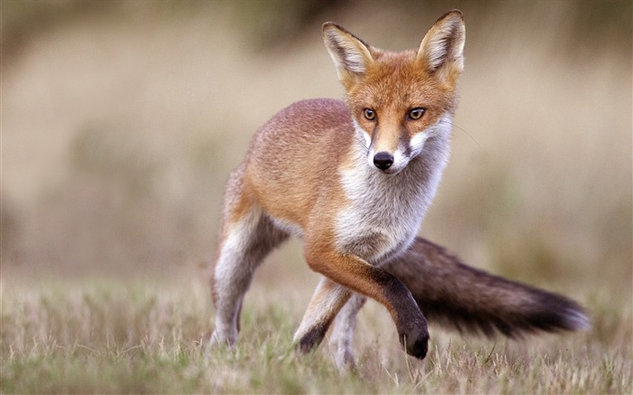 Animaux en gros plan, mignon fonds d'écran HD de renard #2