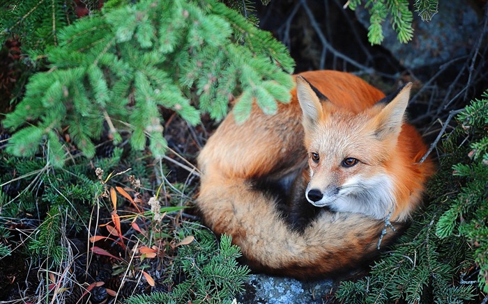 Animaux en gros plan, mignon fonds d'écran HD de renard #3