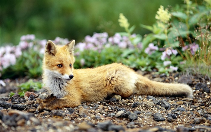 Animales de cerca, fondos de pantalla de alta definición de zorros lindos #7