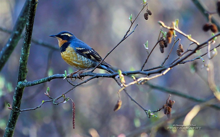 Fondos de pantalla de animales que vuelan, las aves de alta definición #1