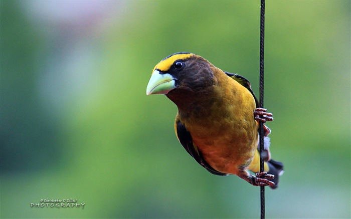 Fonds d'écran animaux volants, oiseaux HD #2