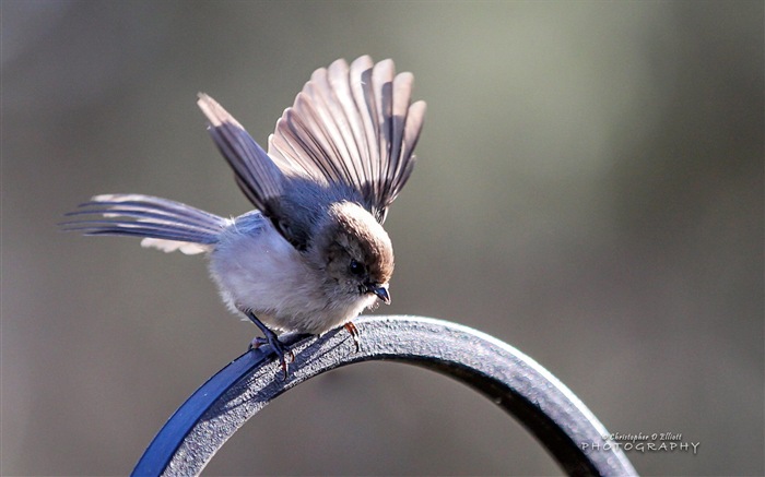 Flying animals, birds HD wallpapers #11