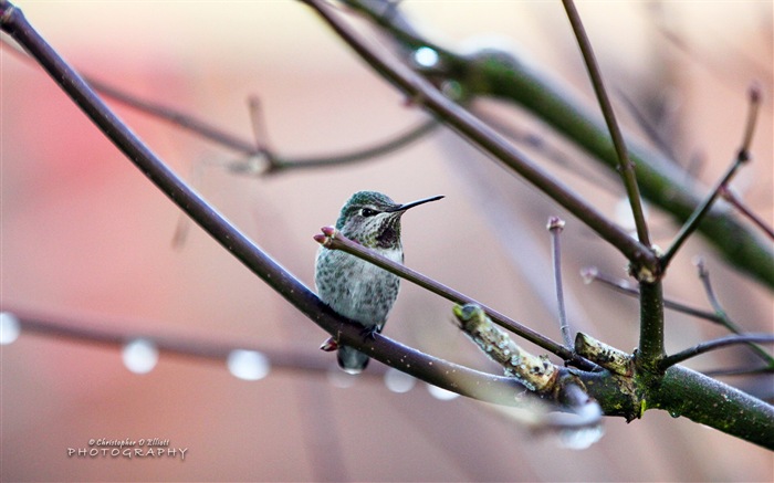 Fondos de pantalla de animales que vuelan, las aves de alta definición #15