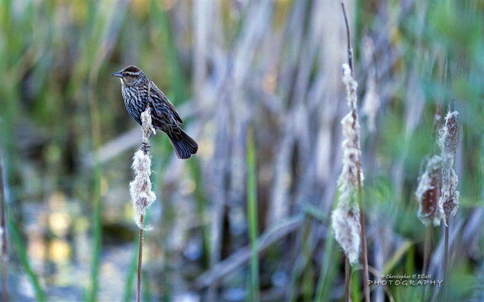 Fondos de pantalla de animales que vuelan, las aves de alta definición #19