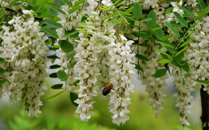 ホワイトピンクのイナゴの木の花のHDの壁紙 #3