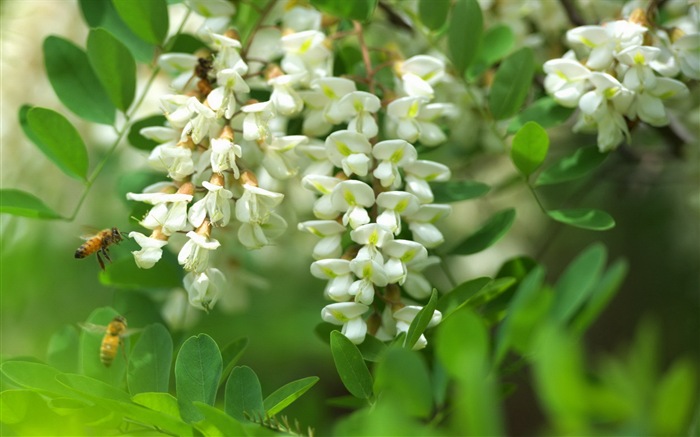 White pink locust tree flowers HD wallpapers #7