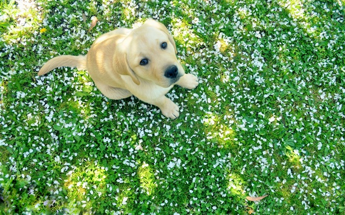 Flores caen en el suelo, hermosos fondos de pantalla de alta definición #6