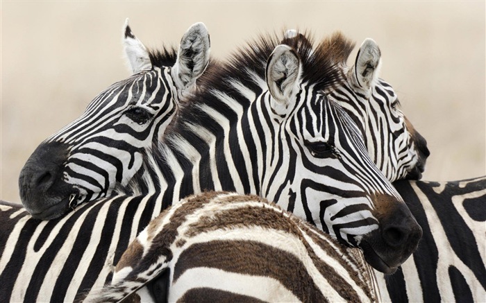 Animal rayé noir et blanc, zèbre fonds d'écran HD #2