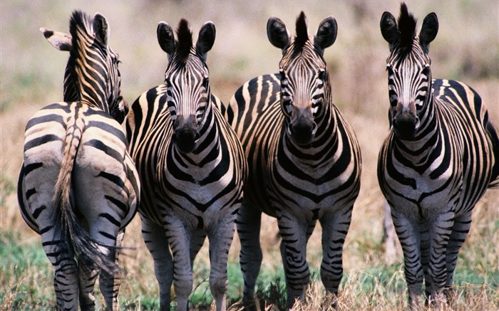 Animales de rayas blanco y negro, fondos de pantalla de alta definición de cebra #5